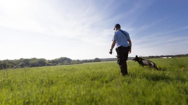 Politimand med hund på en græsmark