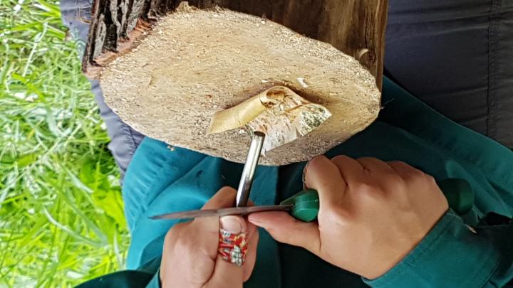 Kniv mod strygestår på bark på træstub
