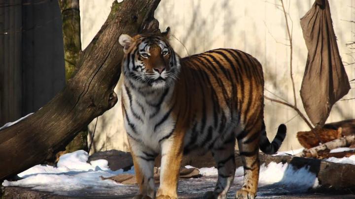 Tiger
